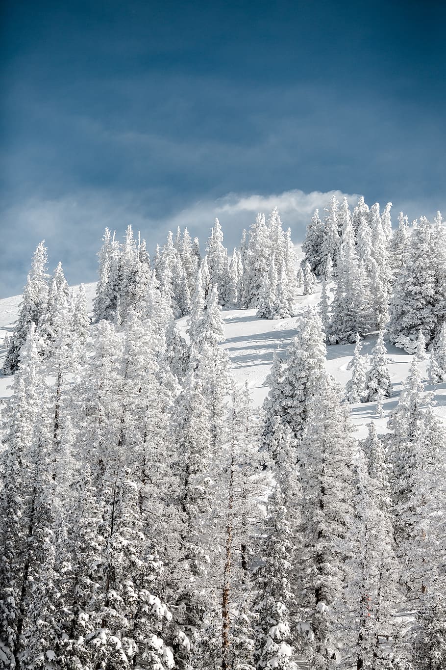 snow covered pine trees on mountain, trees with snow, forest HD wallpaper