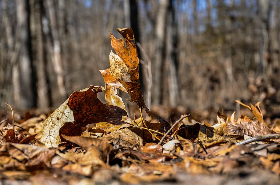 nature, wood, fall, tree, outdoors, leaf, environment, park HD wallpaper