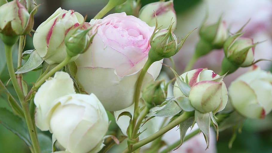 roses, ronsard, evening, spring, flower, plant, flowering plant HD wallpaper