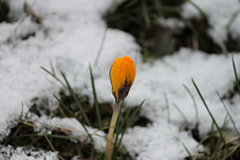 yellow Crocus flower bud, snow, bloom, blossom, spring, early bloomer HD wallpaper