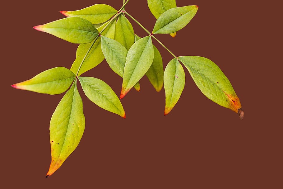 leaves, foliage, autumn, fall, nature, season, leaf, autumnal HD wallpaper
