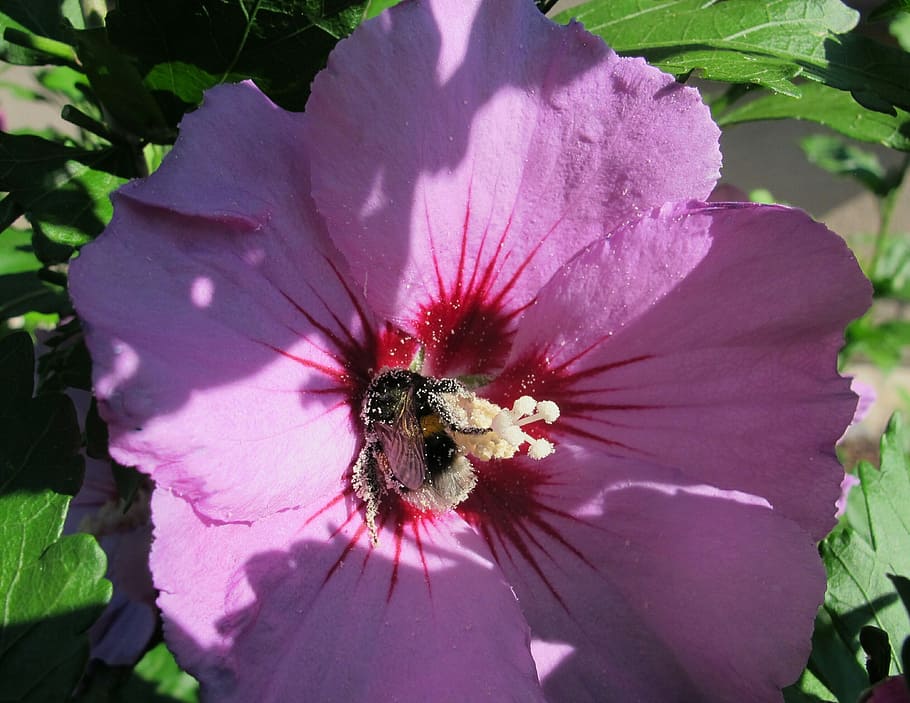 nature, flowers, insect, flowering plant, petal, fragility HD wallpaper