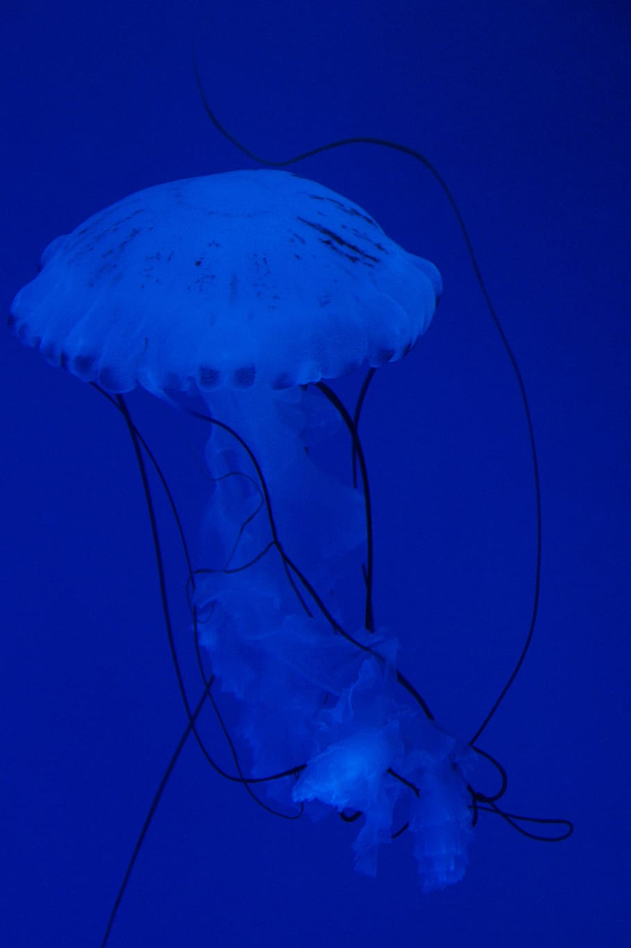 jellyfish, mollusk, fluorescent, aquarium, water, aquatic animal, HD wallpaper