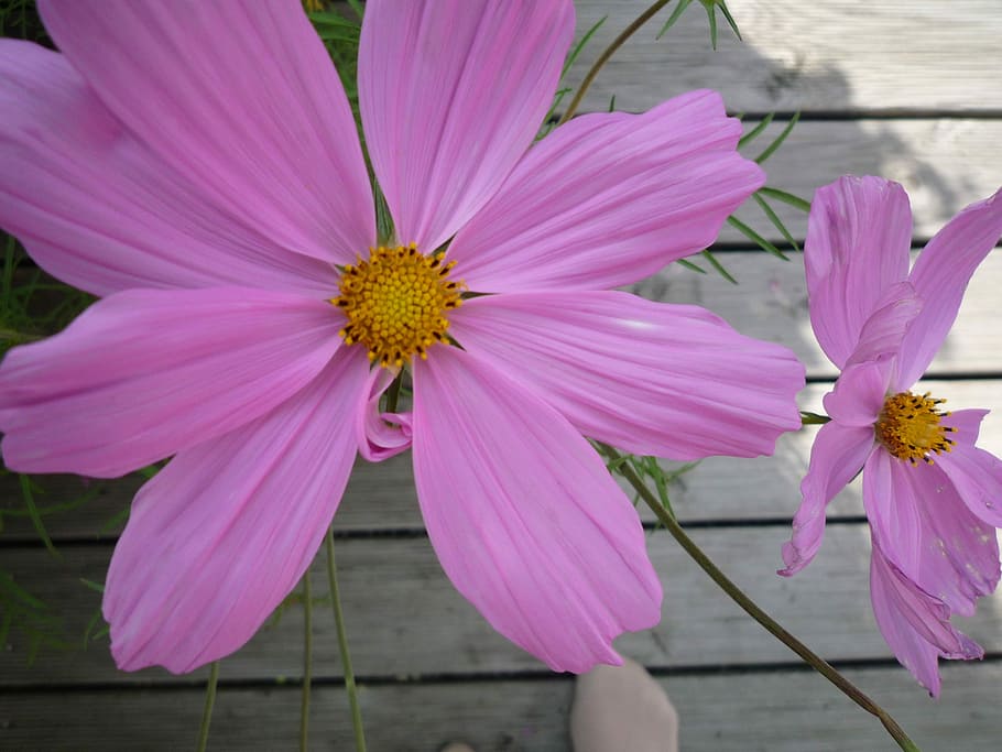 Flower, Cosmos, cosmea, petal, pink color, fragility, nature HD wallpaper