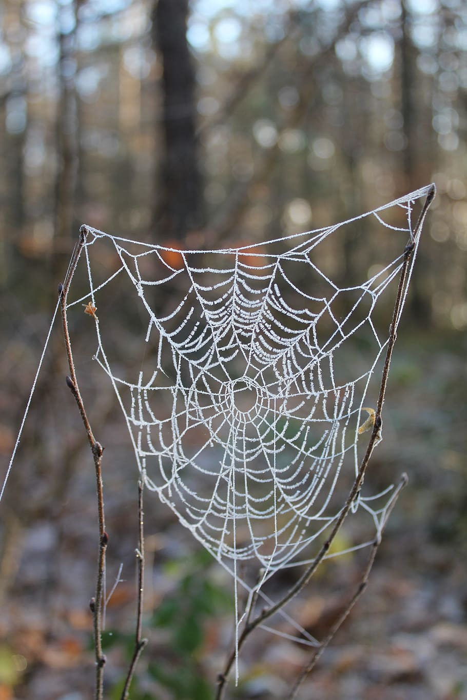 cobweb, gefrohren, winter, focus on foreground, spider web HD wallpaper