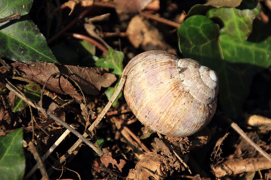 Snail, Shell, Snail Shell, Nature, leaf, day, close-up, no people HD wallpaper