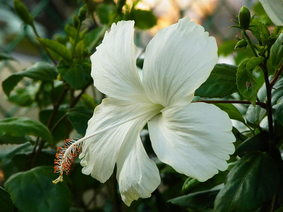 flowers, white, chaba, flowering plant, beauty in nature, petal HD wallpaper
