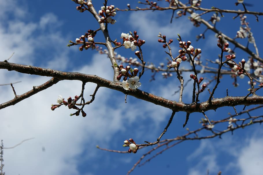 blossom, bloom, nature, spring, pink, plant, rose flower, tree HD wallpaper