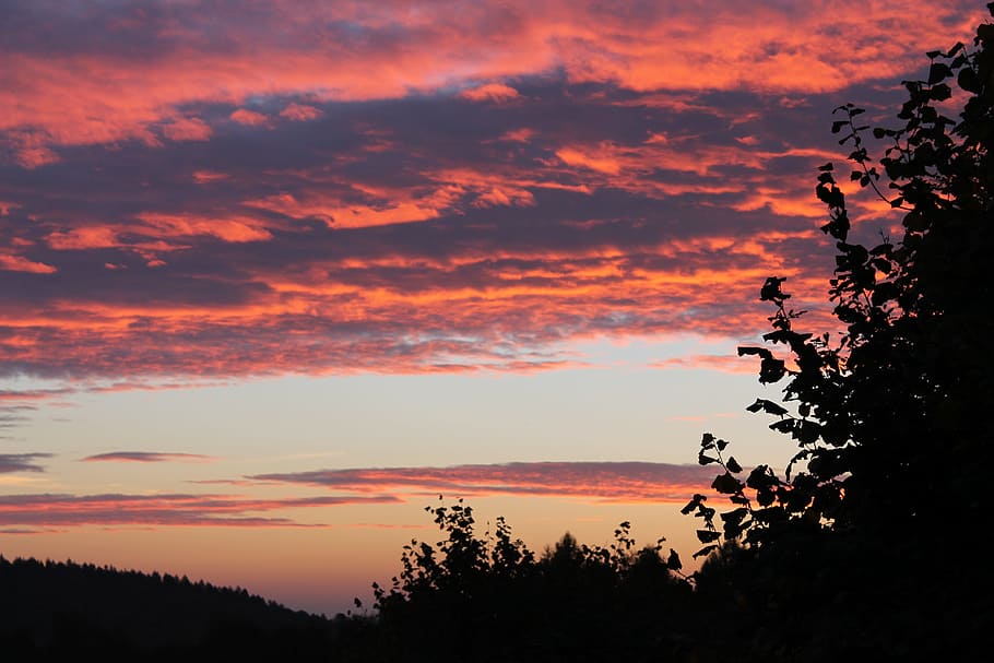 west, the sun, sky, red, tree, purple, clouds, sunset, beauty in nature HD wallpaper