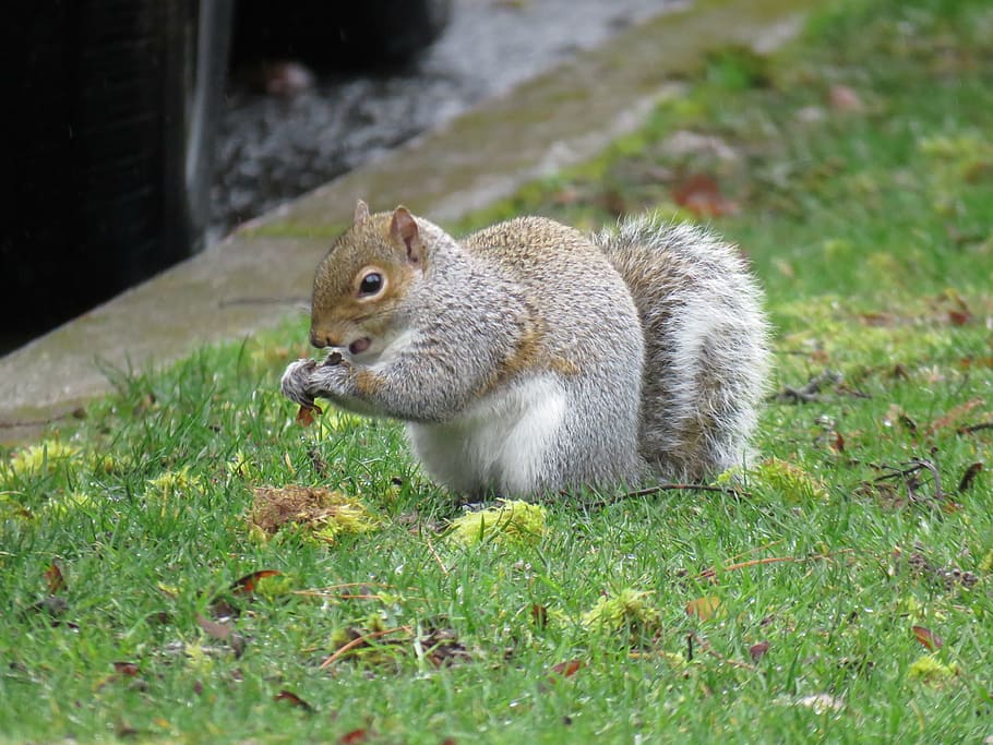 squirrel, sciuridae, rodent, animal, furry, eating, nature HD wallpaper