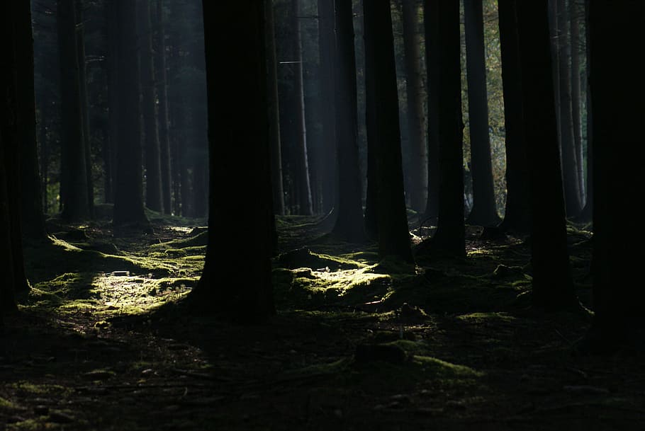 photo of forest during dusk, nature, trees, landscape, deciduous forest HD wallpaper