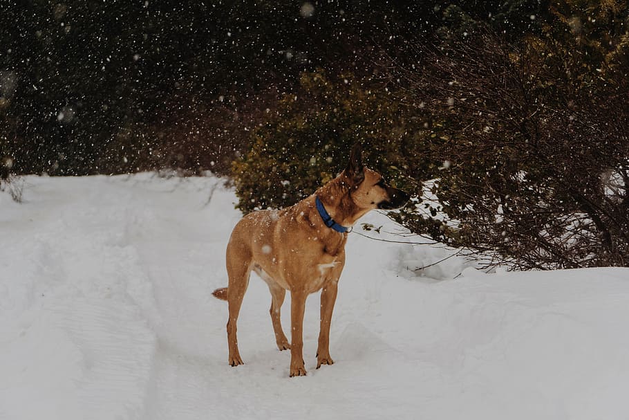 adult mahogany Belgian malinois standing on snowfield near plant at daytime