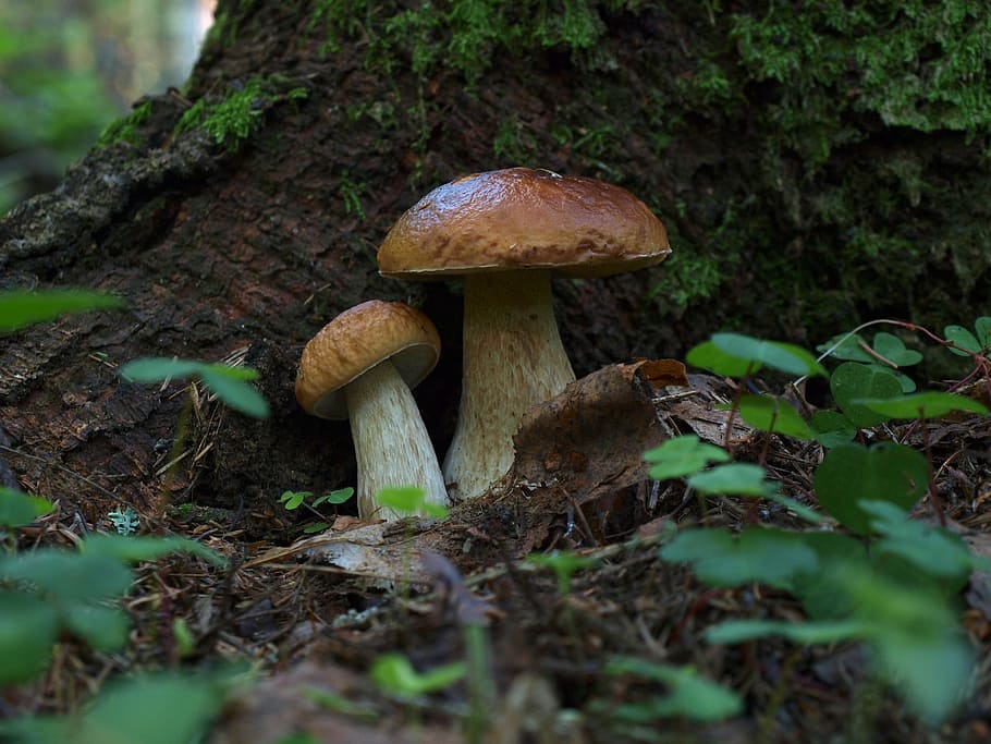 White Mushroom, Forest, White, mushrooms, boletus, couple, autumn, HD wallpaper
