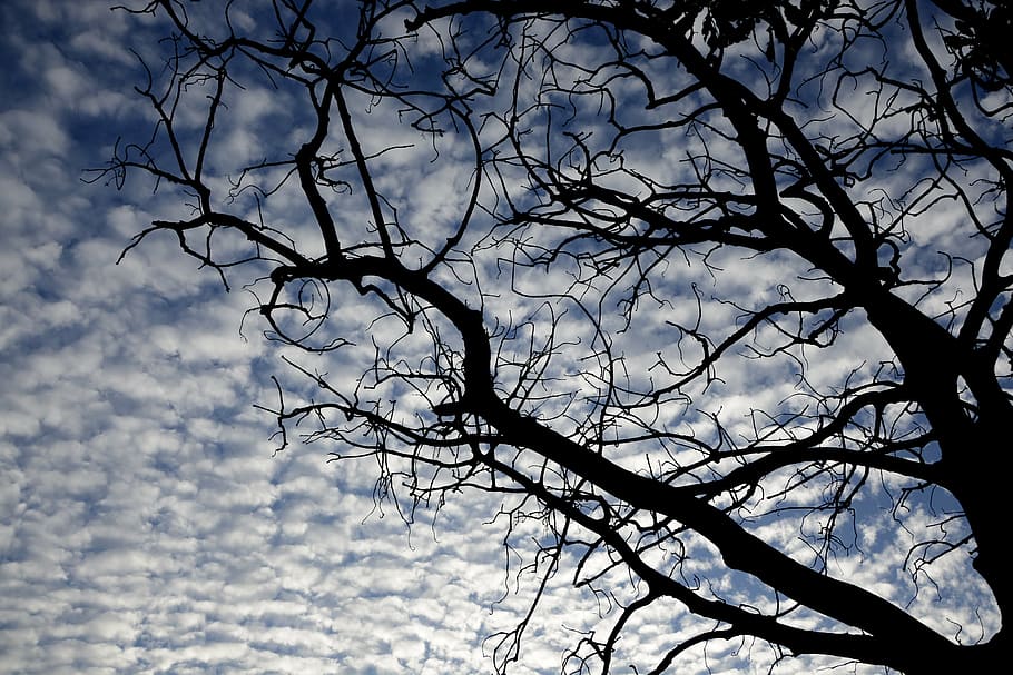 tree, sky, clouds, twigs, nature, blue, old tree, landscape HD wallpaper