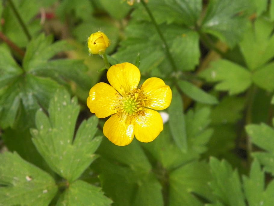 yellow, flower, green, spring, floral, summer, nature, plant HD wallpaper