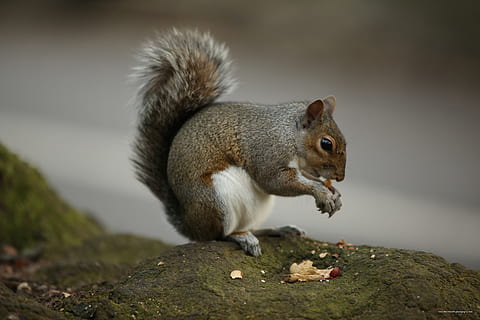 selective focus photography brown squirrel eating nuts, sitting HD wallpaper