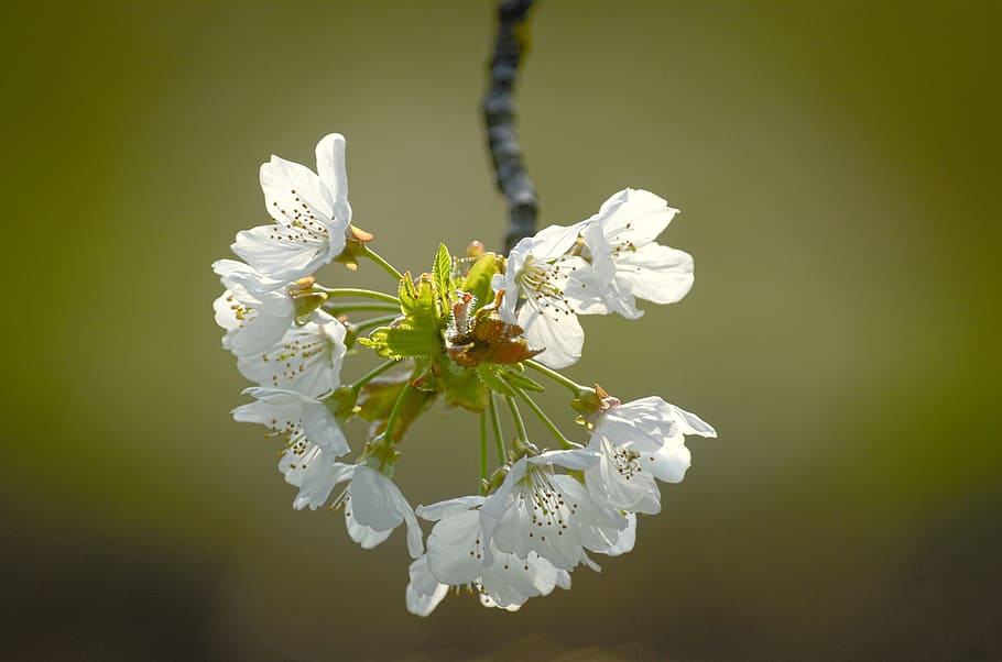 blossom, bloom, spring, plant, macro, close, white, flower HD wallpaper
