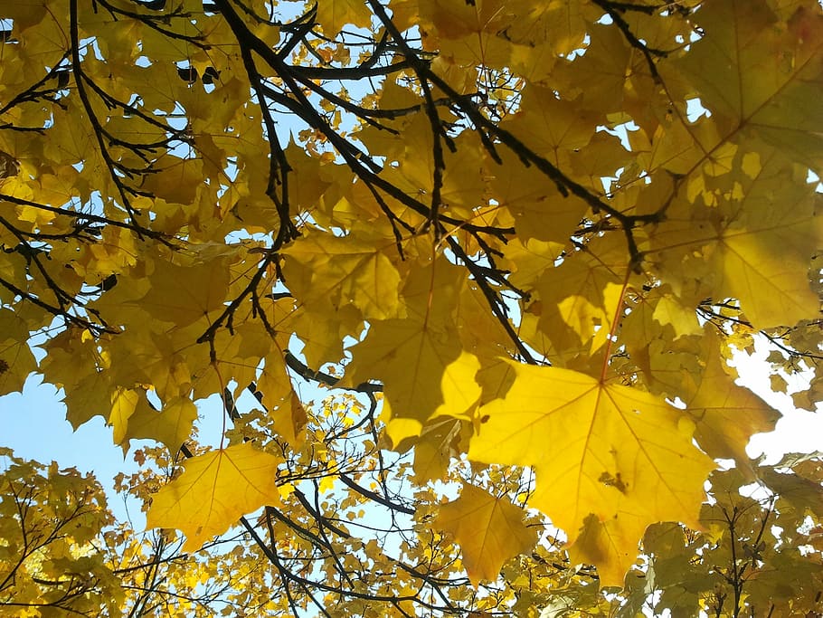 maple, light, autumn, tree, nature, leaves, maple leaf, maple leaves HD wallpaper