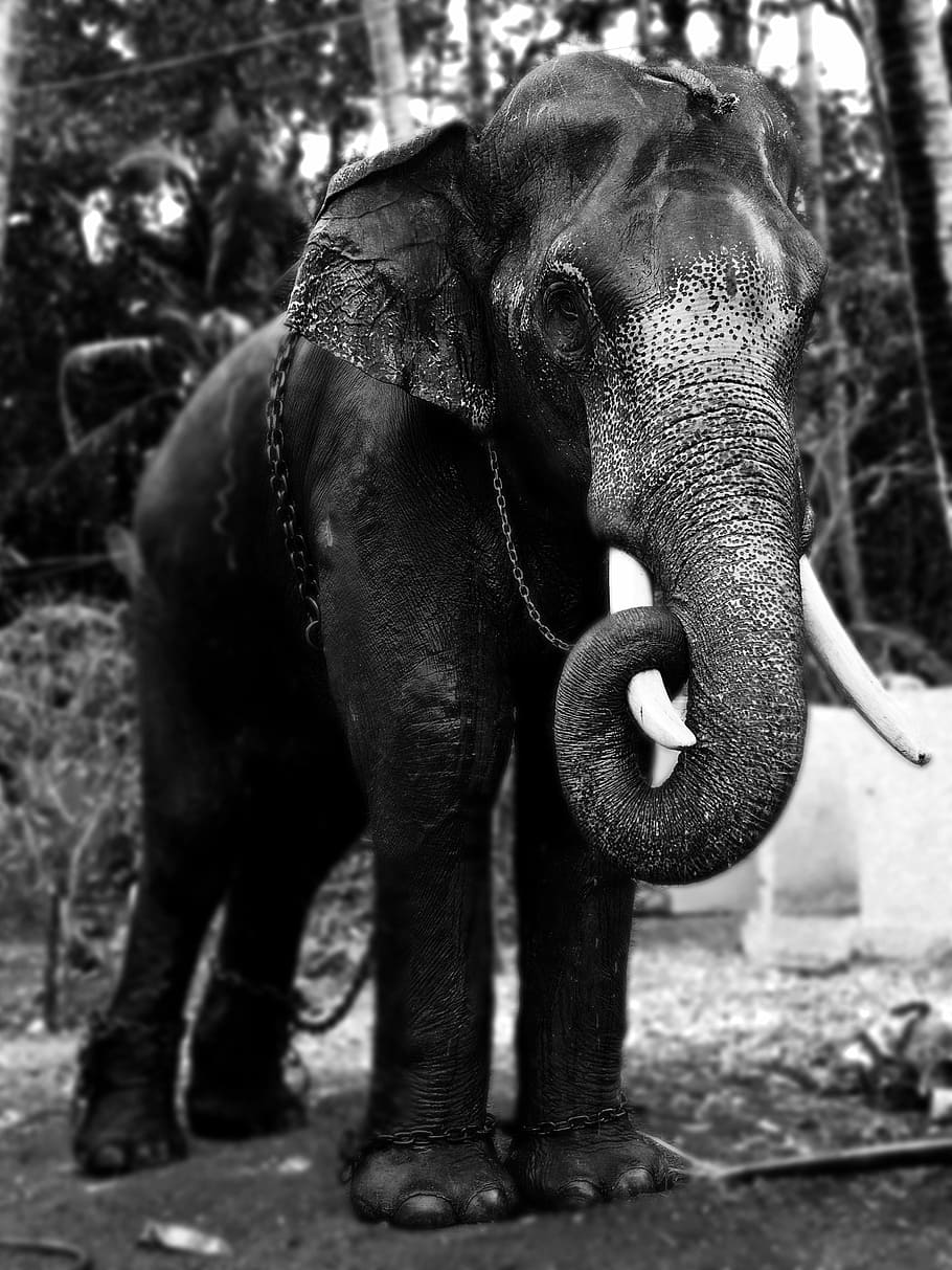 Kerala Elephants Images