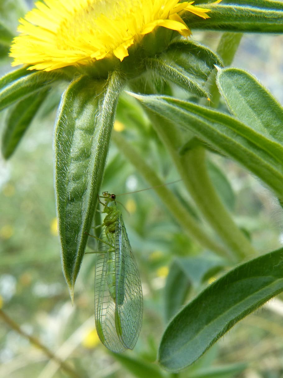 insect, green bug, wings, flying insect, detail, tiny, bugs HD wallpaper