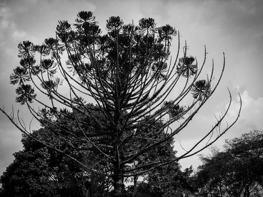 Nature, Flying, Forest, Twigs, black, white, environment, tree HD wallpaper