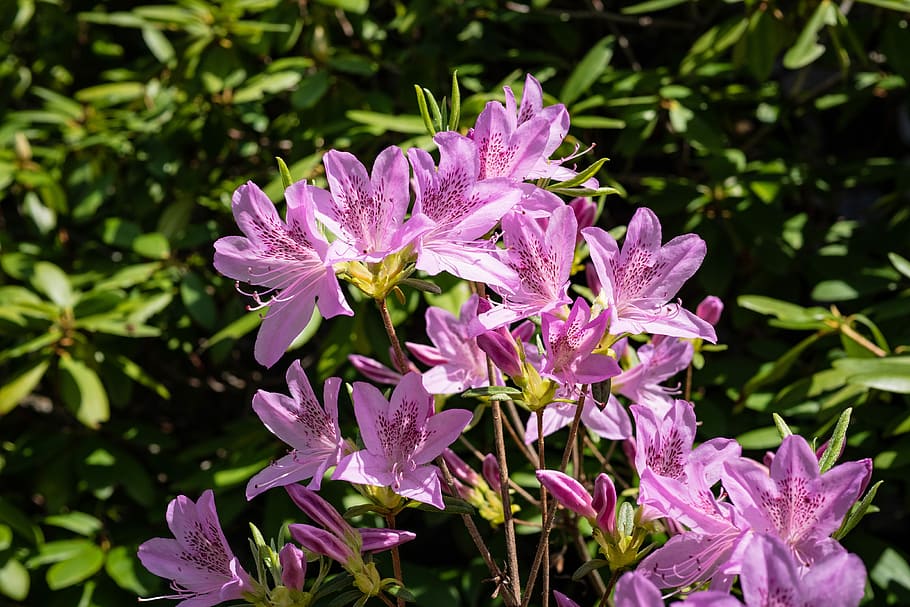 azalea, flower, spring, garden, flowering plant, beauty in nature HD wallpaper