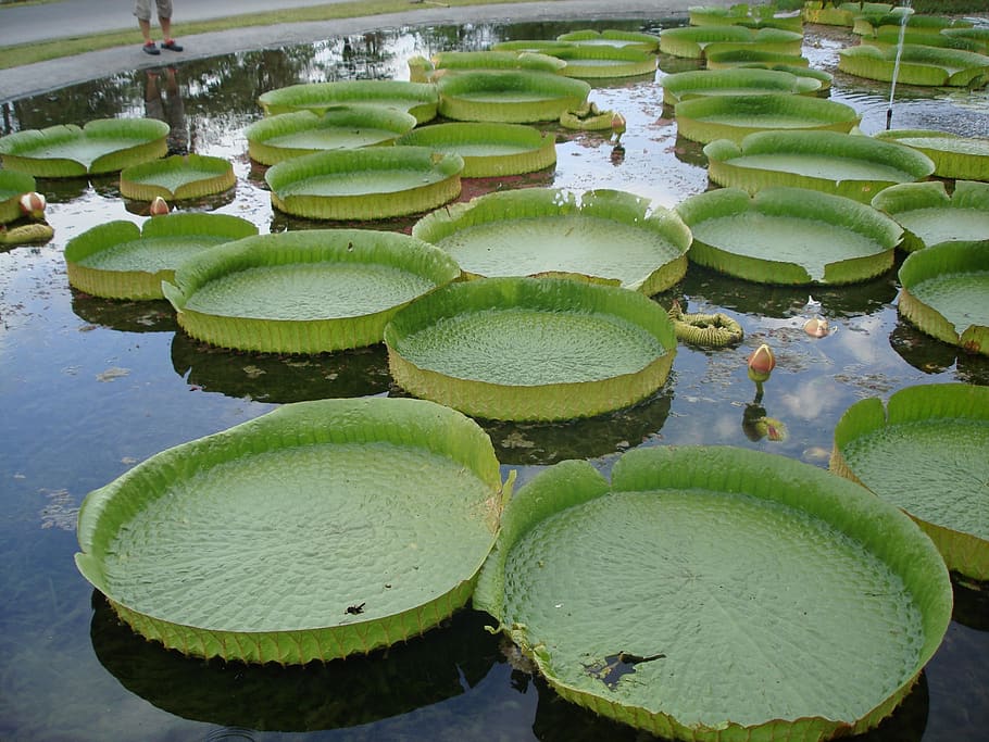 bai ran, king, dutch industry, water, lake, green color, water lily