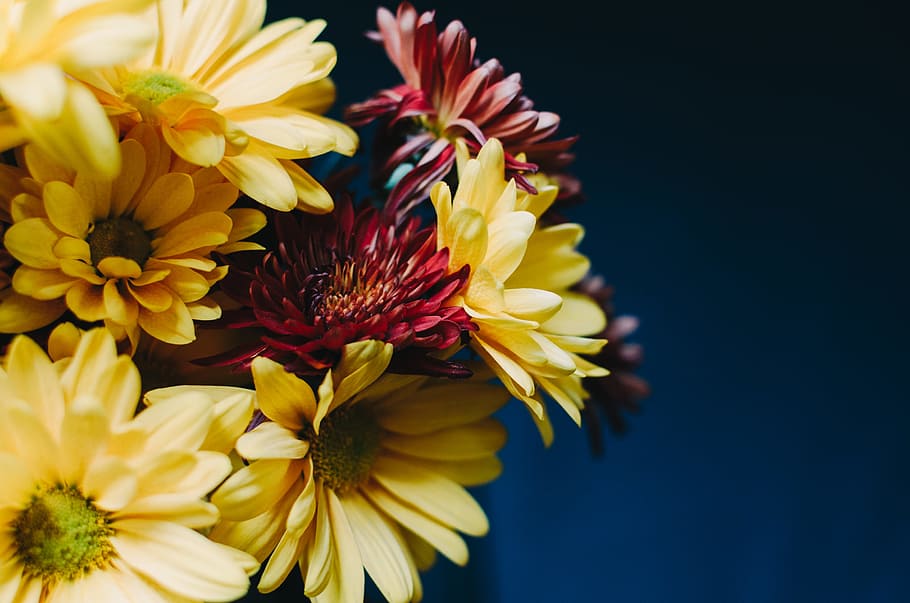 yellow petal flower, selective focus photography of yellow flowers HD wallpaper
