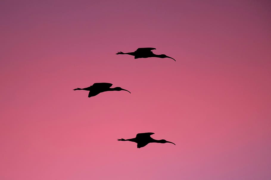 silhouette of three birds on flight during golden hour, long