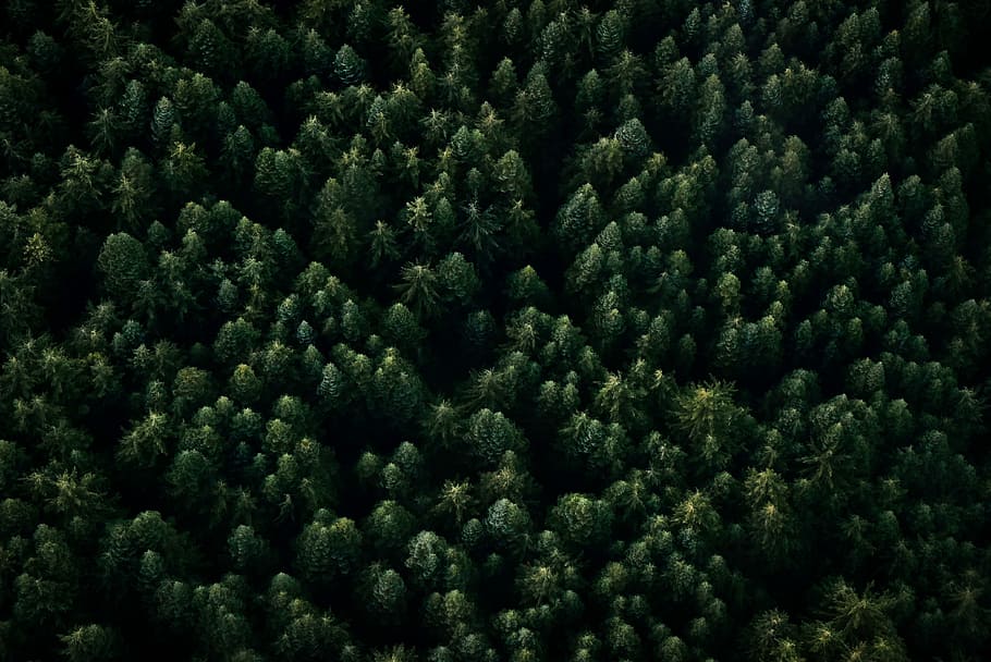 From above, cactus field, tree, forest, woods, green, drone view