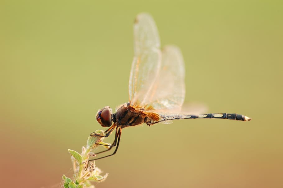 dragonfly, macro, insect, outdoor, environment, natural, nature HD wallpaper