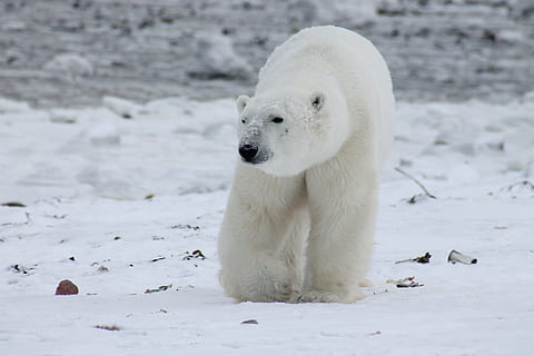 HD wallpaper: polar bear on snow covered land photo during daytime, animal  | Wallpaper Flare