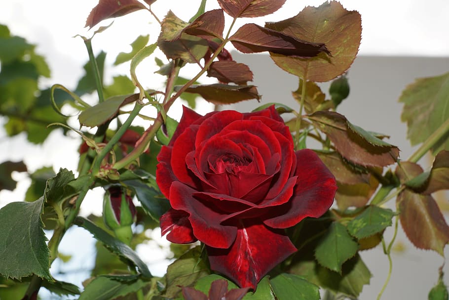 close up photography of fully bloom red rose flower, tea rose HD wallpaper