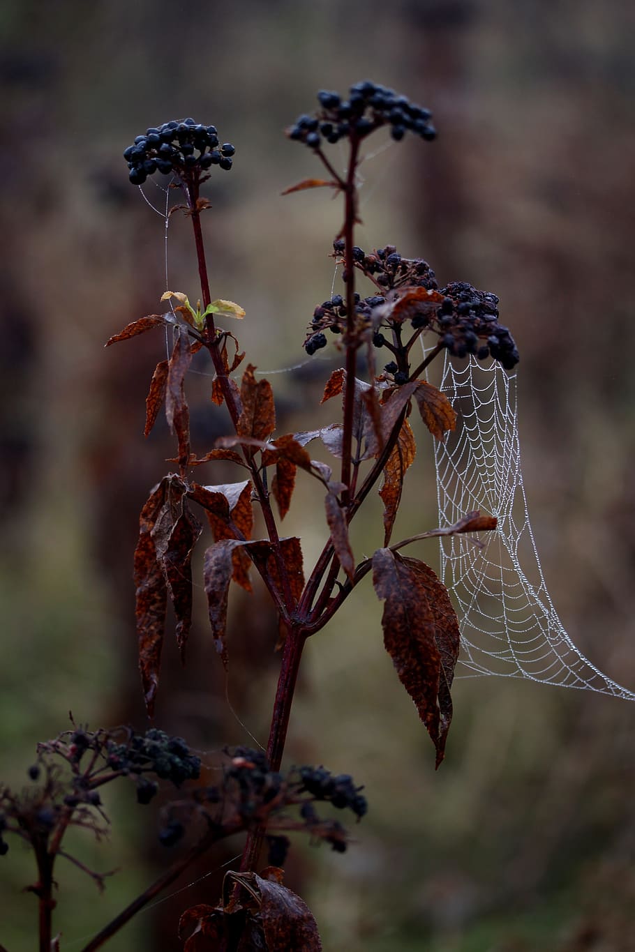 spider web, wet, hooked, place, dew, drops, nature, focus on foreground HD wallpaper