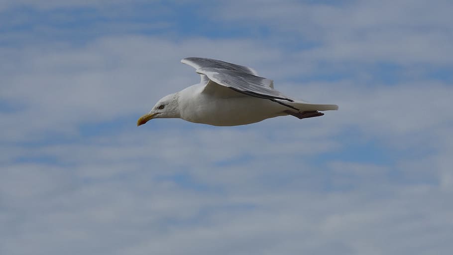 Bird, Gull, Free, Fly, one animal, animals in the wild, animal wildlife HD wallpaper