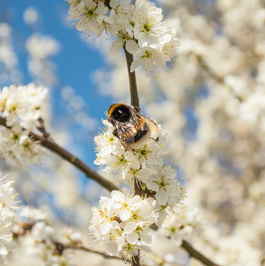 hummel, flowers, white, sprinkle, bush, close, spring, insect HD wallpaper