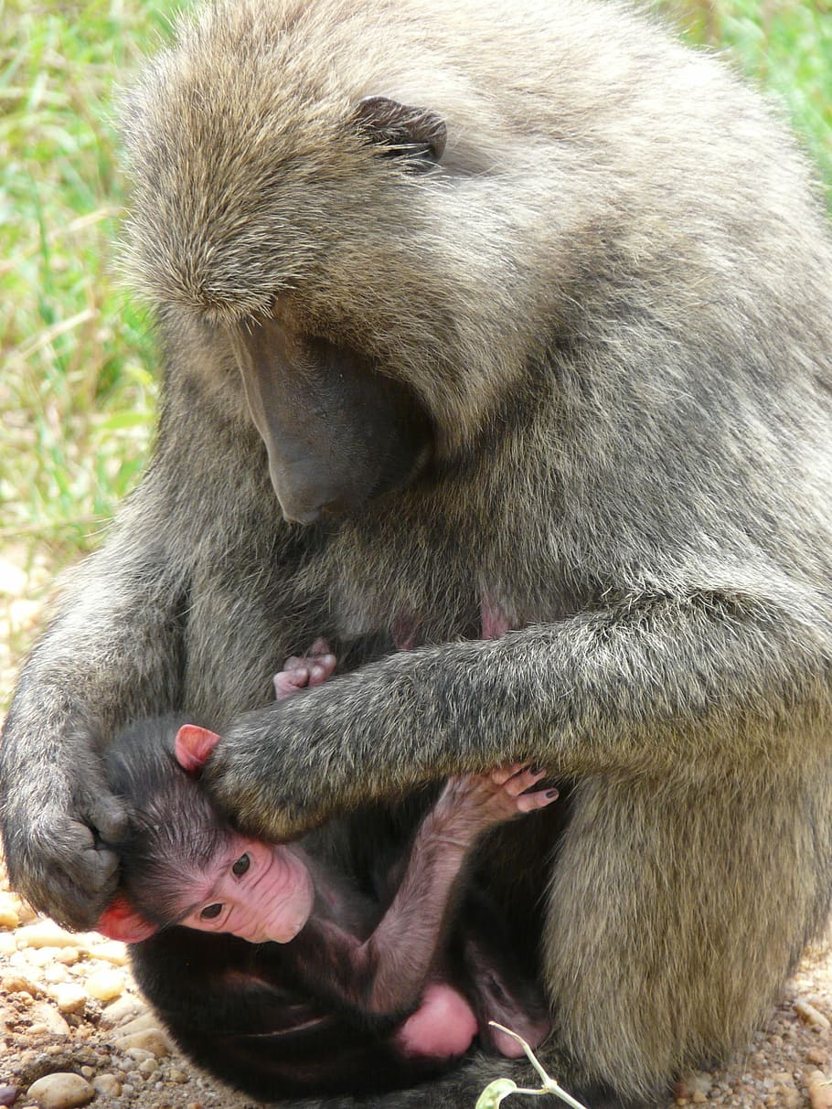 olive, baboon, uganda, primate, anubis, africa, wild, baby HD wallpaper