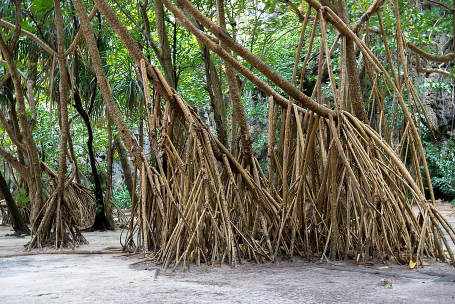 phi phi islands, phi phi lay, roots, thailand, phuket, nature HD wallpaper