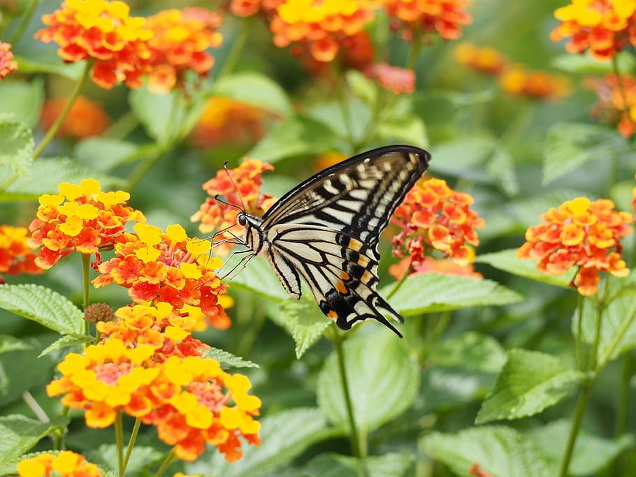 swallowtail butterfly, papilio xuthus, lantana, nature, insect, HD wallpaper