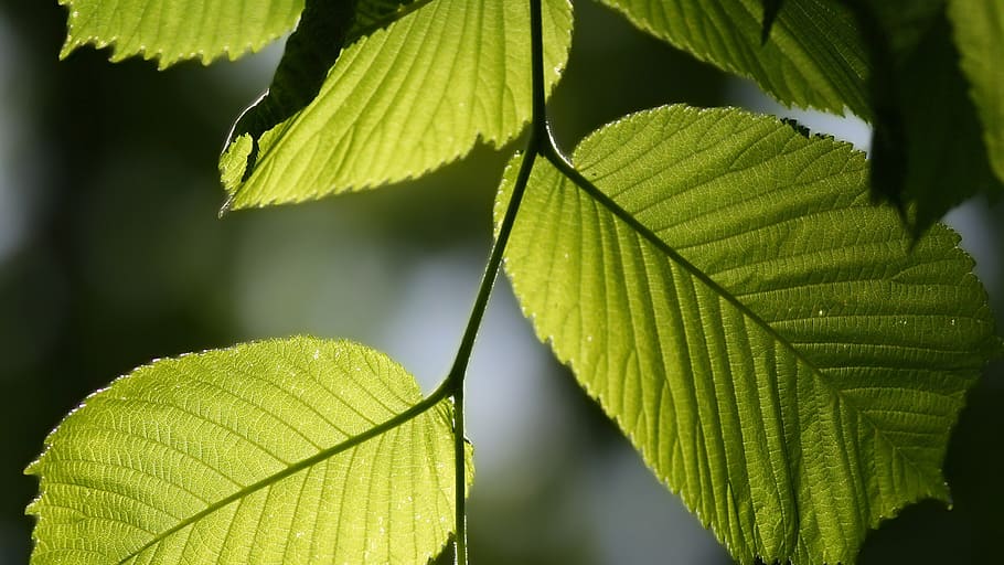 nature, green, leaves, leaf, plant part, green color, growth HD wallpaper