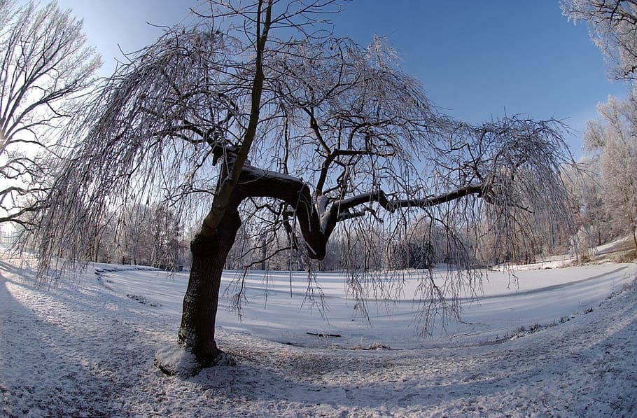 City Park, Gotha, Ice, Winter, Frost, city park gotha, cold, HD wallpaper