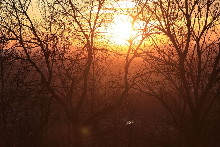 sun, tree, sunset, bare tree, plant, tranquility, sky, no people HD wallpaper
