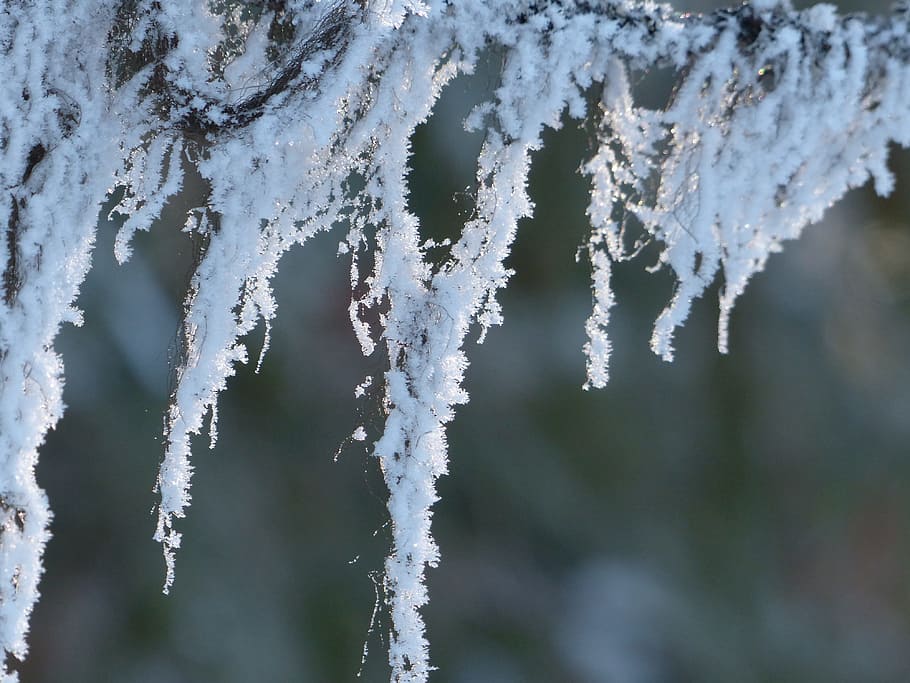 frost, hoary, winter, ice cold, branch, tree, bitter cold, nature HD wallpaper