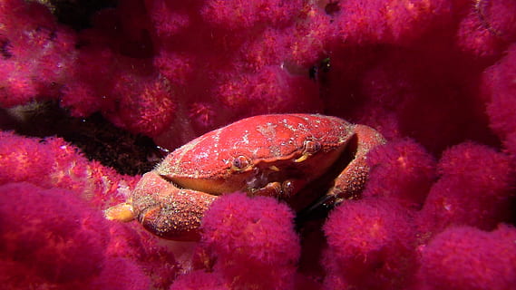 Crab, Soft Coral, Lembeh, diving, underwater, animal, nature HD wallpaper