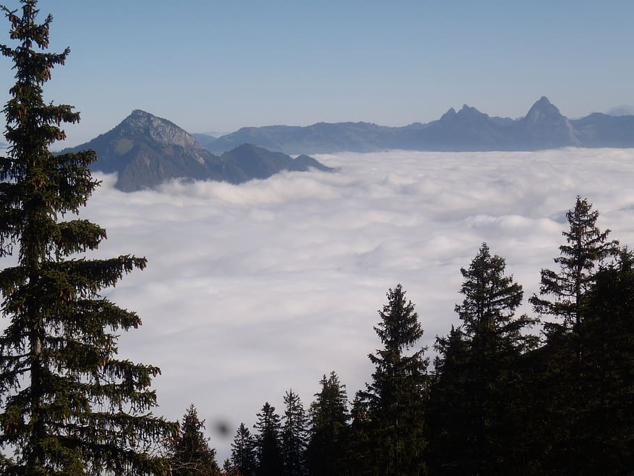 mountains, fog, tree, mood, sea of fog, klewenalp, beckenried HD wallpaper