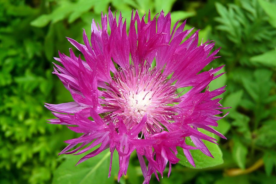 cornflower, violet, blossom, bloom, close, nature, purple, flowering plant HD wallpaper