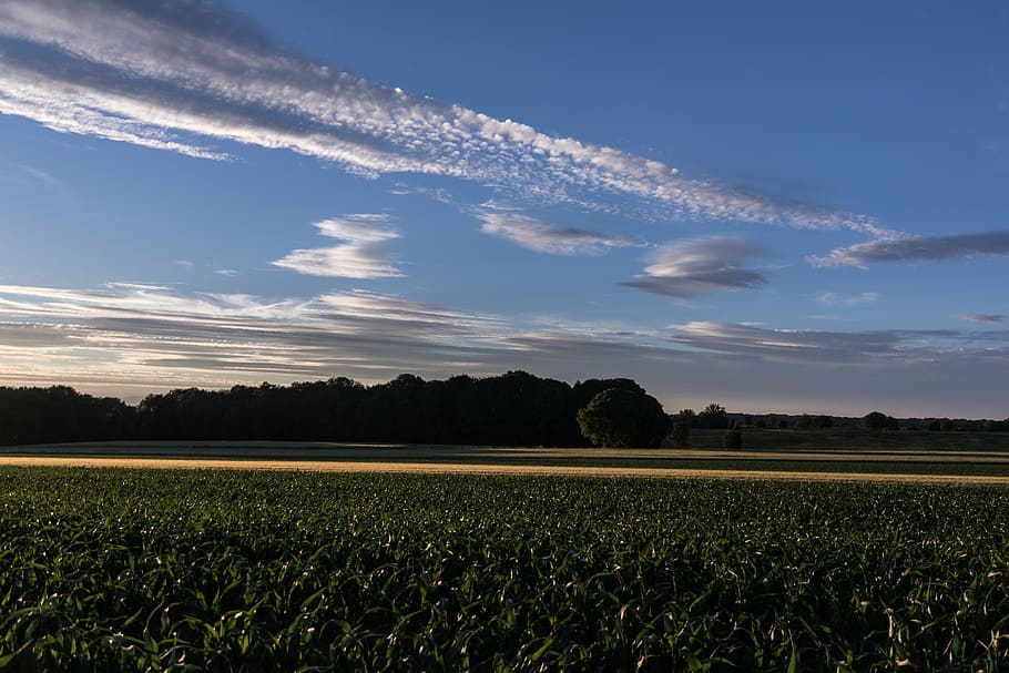 sky, clouds, clouds form, evening sky, landscape, field, corn HD wallpaper