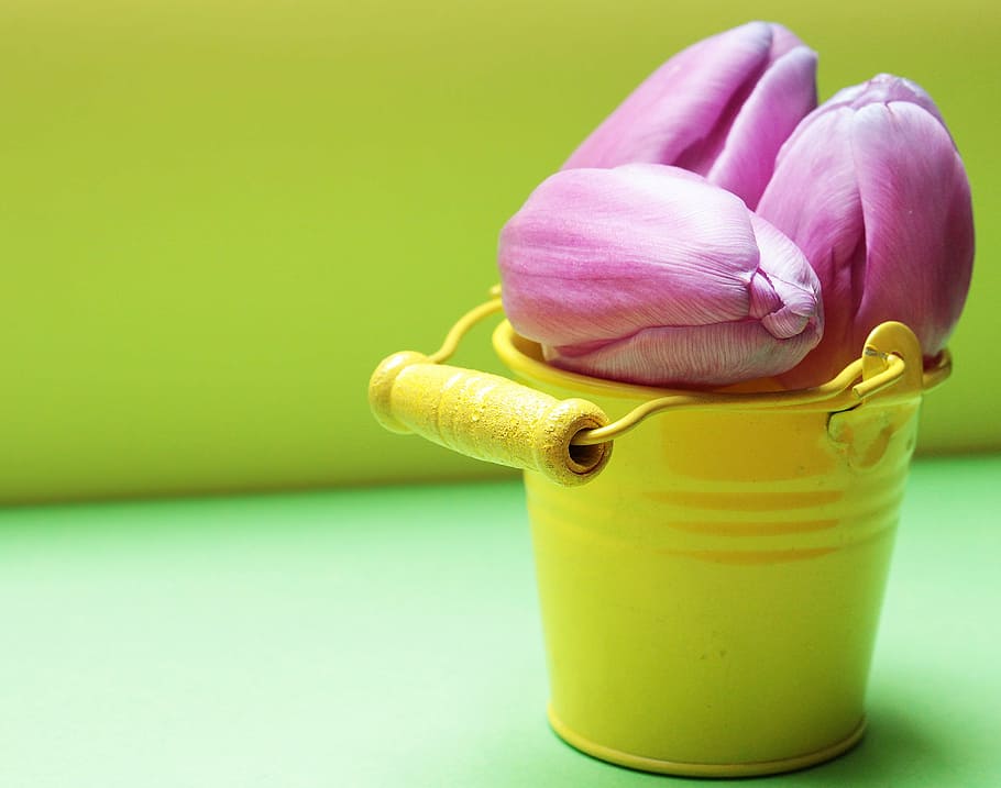 pink tulips on bucket, tulip flower, yellow bucket, purple, purple tulips, HD wallpaper