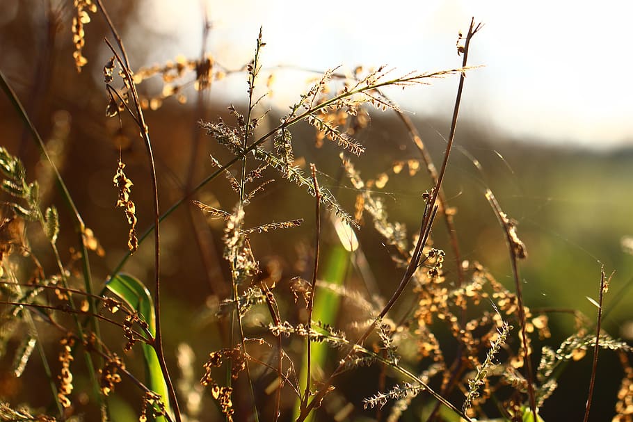 Grass, Back Light, Sun, Meadow, Grasses, summer, landscape HD wallpaper