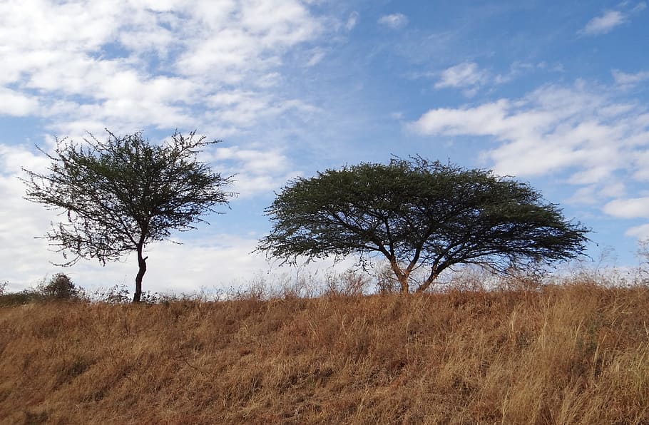 Tree, Acacia Nilotica, Babool, Hardy, woody, thorny, grass, HD wallpaper